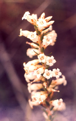 Epacris obtusifolia  - Common Heath